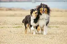 トライカラーのラフ・コリー パピーとアダルト