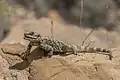Laudakia vulgaris brachydactyla (Roughtail rock agama) ／イワアガマ属の1種。ヨルダンのダナ自然保護区（英語版）にて。
