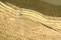 ミルウォーキーのライマン水族館の個体