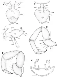 Rowlandius ubajara の雄の尾節(A-C)、触肢(D-E)と雌の生殖器(F)