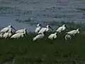 ケアンズ