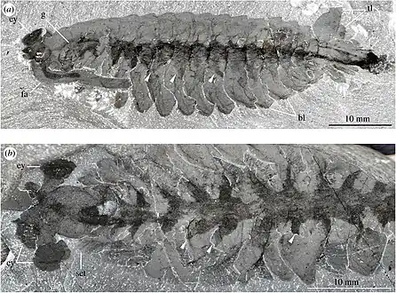 オパビニアの化石標本における三角形痕跡(矢印先)