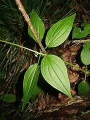 葉は4個が輪生するが、この葉は2個の本来の対生する葉と２個の葉状の托葉となる。茎に刺はない。
