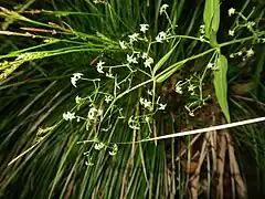 茎先および茎上部の葉腋に集散花序をつけ、多数の花をまばらにつける。