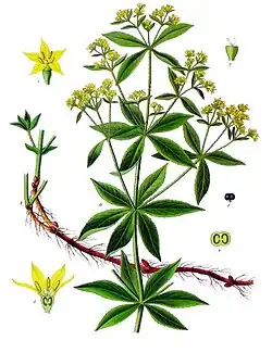 Rubia tinctorum