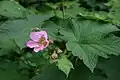 ハナイチゴR. odoratus