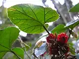 葉の裏面