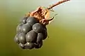 オオナワシロイチゴRubus caesius