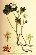 From "Bilder ur Nordens Flora" (1917-1926)