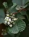 キミノヒマラヤキイチゴR. ellipticus var. obcordatus
