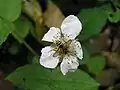 花とダイミョウキマダラハナバチ