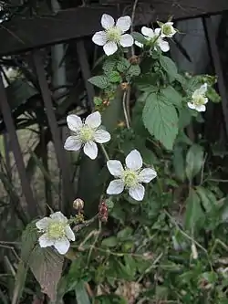 クサイチゴR. hirsutus