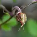 蕾
