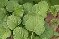 卵形の葉