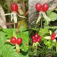 深紅色の光沢がある集合果のバリエーション萼片は披針形で反り返る