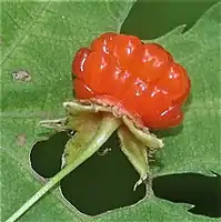 赤い果実