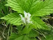 萼片、花弁とも7個。