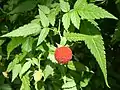 トキンイバラR. rosifolius