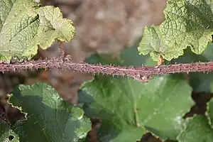 枝は太く、針状の棘がまばらにあり、褐色の綿毛や開出毛が密生する