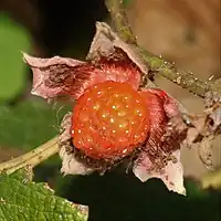 果実は核果の結合果で赤く熟す