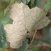 葉の裏面、葉腋は網目状に隆起する