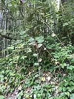 宮崎市。
