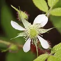 花の細部