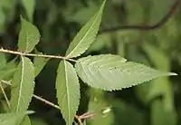 葉(裏面)