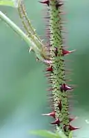 茎には扁平な棘と腺毛が密生する