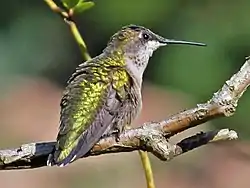 ノドアカハチドリのメス