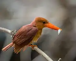 アカショウビン