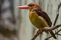 「キョロロ」と鳴くアカショウビン（上野動物園）