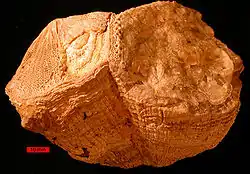 Hippotoida（化石）