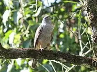 モモアカトビ Harpagus diodon