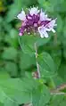 花は茎の先端に傘状になって淡紅色の小花を密に付ける。