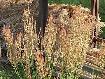 田畑や道端に多くみられる（5月）