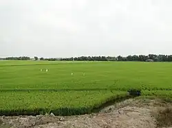 モクホア県の水田