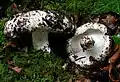 ヒマラヤスギ属と共生するシロハツ近縁種(ベニタケ科)