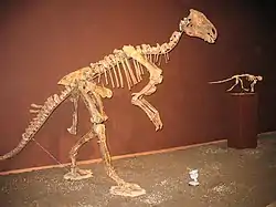 プロバクトロサウルス