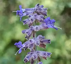 青紫色の花