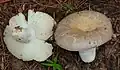 ハラタケ型（agaricoid） Russula crustos