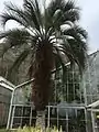 ヤタイヤシ。和歌山県下では屋外で越冬できる