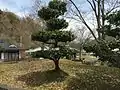 和歌山県の木、ウバメガシ