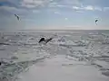 網走沖の流氷 (2)