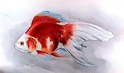 リュウキン