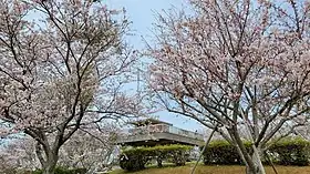 竜王山の桜