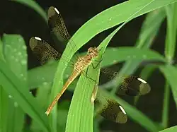 雌