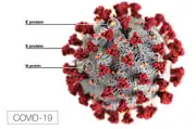 アメリカ疾病予防管理センターが作成したSARS-CoV-2のイメージ&nbsp;&nbsp;赤色の突起はスパイクタンパク質。&nbsp;&nbsp;灰色の被膜はエンベロープ。主成分は脂質で、アルコールや石鹸により破壊できる。&nbsp;&nbsp;黄色の付着物はエンベロープタンパク質。&nbsp;&nbsp;オレンジ色の付着物は膜タンパク質。