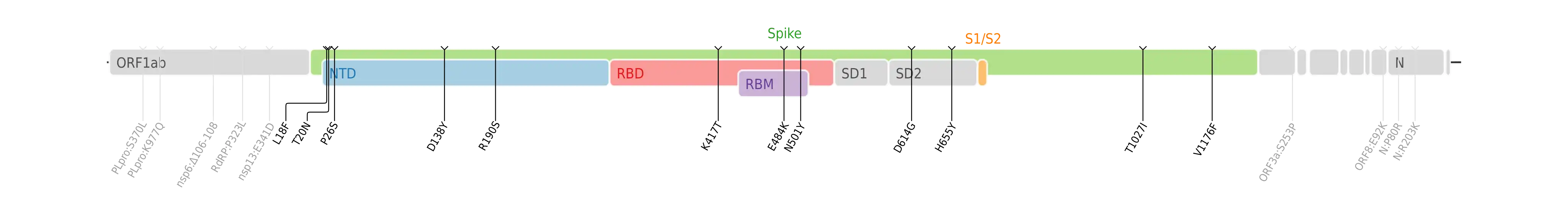 スパイクタンパク質に焦点を当てたSARS-CoV-2のゲノムマップ上にプロットされたガンマ株のアミノ酸変異。
