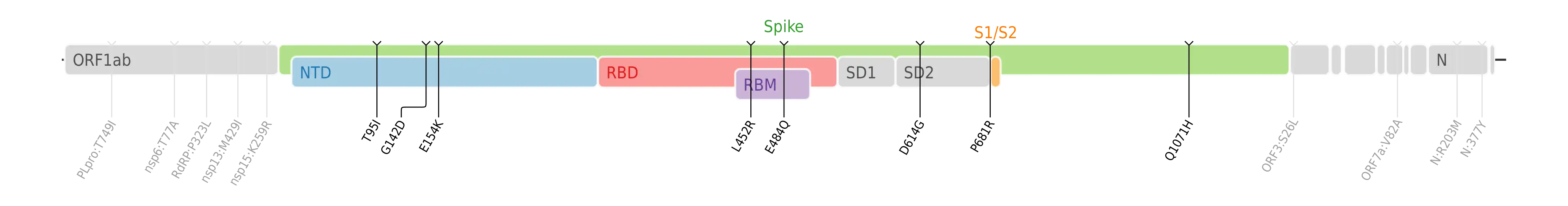 スパイクタンパク質に焦点を当てたSARS-CoV-2のゲノムマップ上にプロットされたカッパ株のアミノ酸変異。